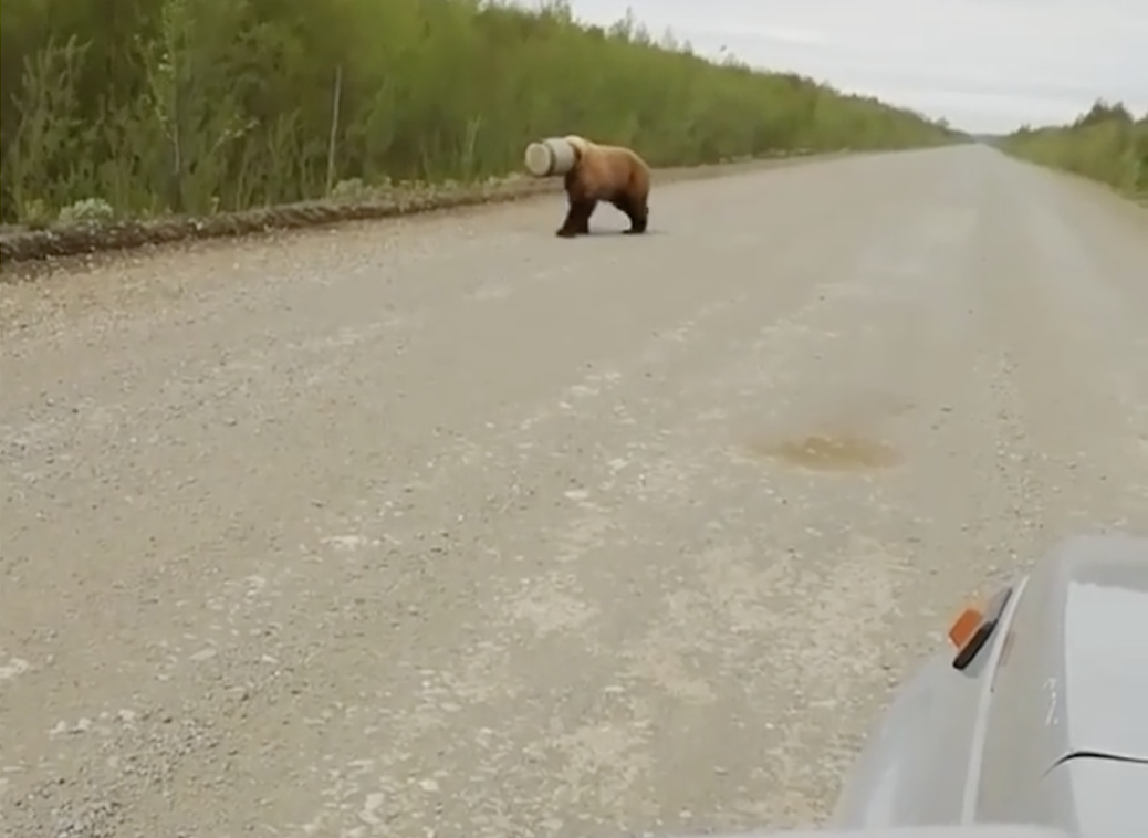 В Якутии спасли медвежонка, у которого голова застряла в баке из-под топлива
